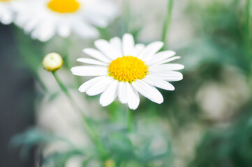 daisy flower or Japan daisy or Bellis perennis or  daisy flower or Gold Carpet or Gloden Fleece or Asteraceae or white flower © jobrestful