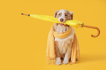 Cute Australian Shepherd dog with scarf and umbrella on yellow background