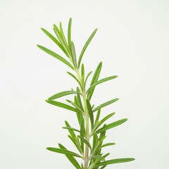 Close Up and Detailed Macro Shot of Isolated Vibrant Green Rosemary Sprig on a Wooden Table Surface