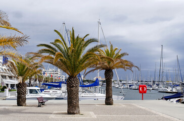 Palmiers sur les quais de Port-Camargue © PPJ