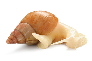 Giant Achatina snail on white background © Pixel-Shot