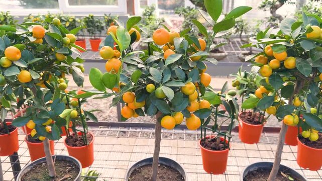 Potted citrus trees with ripe orange fruits in a bright nursery