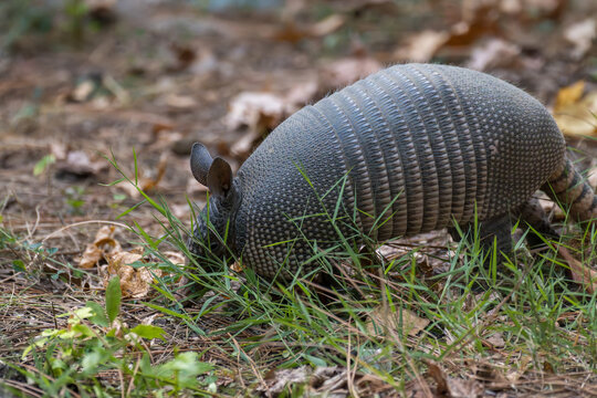 Nine Banded Armadillo Dasypus Novemcinctus