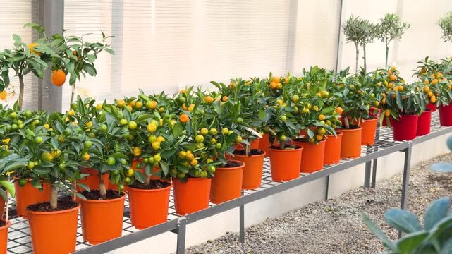 Potted citrus trees with ripening fruit on racks in greenhouse
