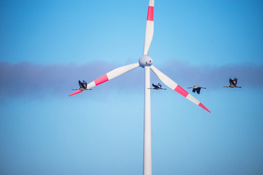 Kraniche im Flug vor Windkraftanlage &ndash; Vogelzug und erneuerbare Energie