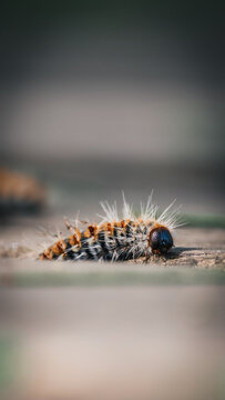 Oruga, procesionaria, peluda, espinas, vellosidades, blanco, negro, naranja,rayas, insecto, naturaleza, macro, detalle, suelo, tierra, camino, avance, lento, metamorfosis, vida, fauna, silvestre