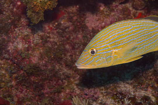 Blue striped grunt Haemulon sciurus swimming over Key Largo coral reef