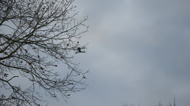 Drone moving behind tree and returning to center