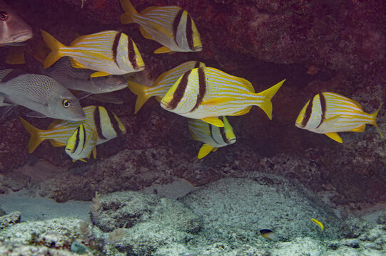 School of Porkfish Anisotremus virginicus swimming near coral reef