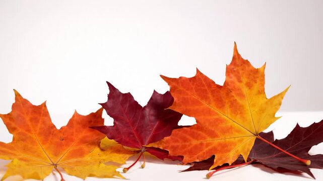 Autumn Maple Leaves Falling and Scattering on White Background