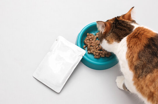 Domestic cat eating liquid food from a bowl on a gray background
