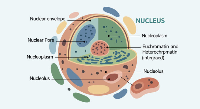Detailed diagram of a eukaryotic cell nucleus showing its main components and internal structures.