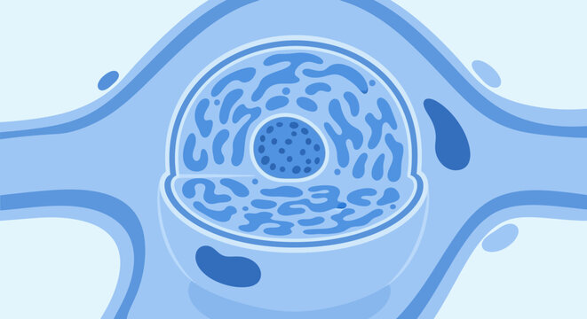 Stylized blue biological cell with nucleus and cytoplasm in a fluid environment, representing cellular structure and function.