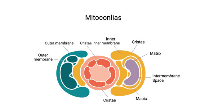 Detailed diagram illustrating the internal structure and components of mitochondria with labeled parts.