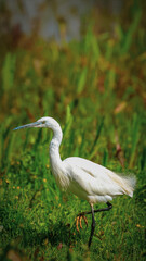 Fototapeta premium Garceta, blanca, ave, zancuda, plumaje, inmaculado, elegancia, perfil, caminando, humedal, pasto, verde, vegetación, naturaleza, fauna, silvestre, esbelta, cuello, largo, pico, agudo, patas, oscuras