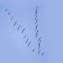 Klucz dzikich gęsi gęgawa. © Janusz Lipiński