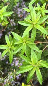 Vertical Close-Up Video of Wet Lemon Verbena Aloysia Citrodora Leaves After Rain, Medicinal Herb
