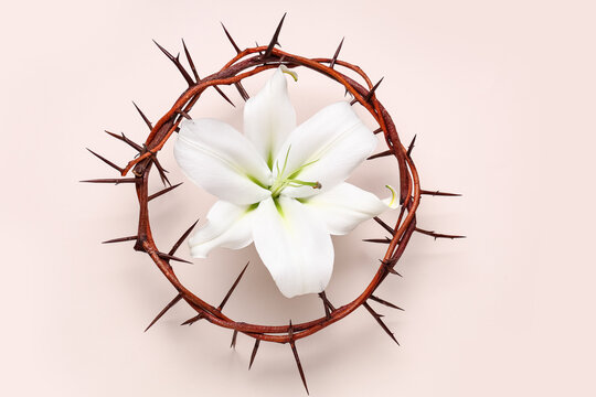 Crown of thorns with beautiful lily flower on beige background
