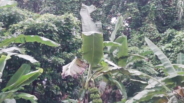 The beginning of the rainy season. A tropical downpour, blirt. The monsoon rain wash the winter rainforest, Indonesia. Slow motion