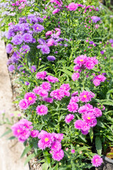 Obraz premium Garden with flowerbed and colorful tropical plants
