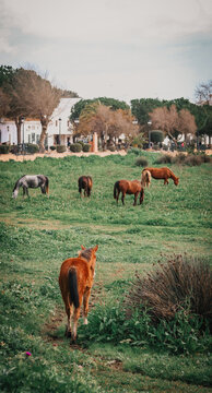 Caballos, yeguas, potrillos, manada, pradera, campo, pasto, naturaleza, animales, libertad, herb&iacute;voros, pelaje, blanco, marr&oacute;n, alaz&aacute;n, caminar, avanzar, grupo, social, vida, rural, exterior, d&iacute;a