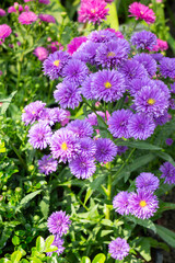 Obraz premium Garden with flowerbed and colorful tropical plants