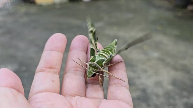 The Oleander Hawk Moth on the fingers. The Gardenia Hawk-moth has camouflage patterns on its wings to help it camouflage itself. Daphnis nerii is a medium-sized to large moth. Green military pattern
