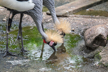 Fototapeta premium South African Cranes in Their Natural Habitat