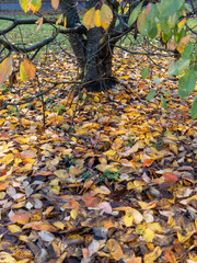 Low Angle View Of Tree Trunk Surrounded By Mass Of Golden Autumn Fallen Leaves