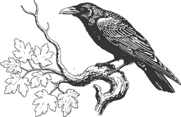 Fototapeta premium black raven perched on tree branch detailed vintage illustration of wild bird nature