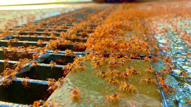 Baby Red Crabs Christmas Island