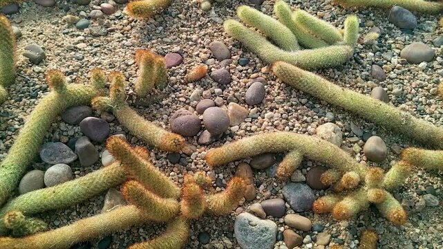 Mammillaria elongata cactus growing on sandy ground with small pebbles. Desert succulent plant pattern showing drought resistant nature, botanical garden texture and natural environment.