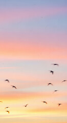 Obraz premium Silhouettes of small birds fly across a pastel orange and pink sunset sky during twilight.