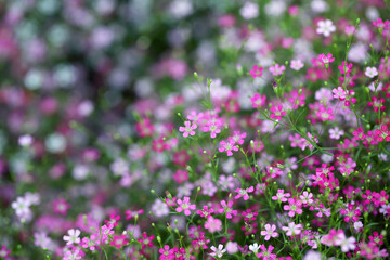 Fototapeta premium Vibrant Blooming Wildflowers in Soft Focus Surrounding Nature's Beauty