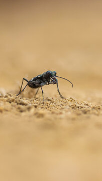Insecto, negro, peque&ntilde;o, arena, tierra, desierto, patas, delgadas, antenas, curvadas, mand&iacute;bulas, ojos, min&uacute;sculos, brillo, oscuro, relieve, grano, textura, suelo, superficie, ocre, dorado, desenfoque