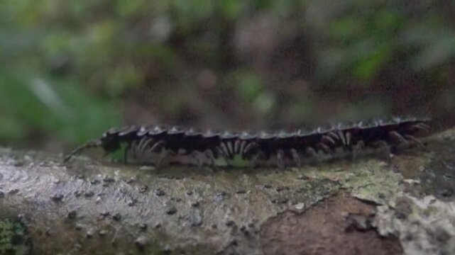 The tropical centipede, Flat-back Millipede Polydesmidan lives on the island of Borneo, Malaysia rainforest. Slow motion