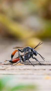 Avispas, insectos, apareamiento, reproducci&oacute;n, artr&oacute;podos, antenas, alas, patas, abdomen, t&oacute;rax, exoesqueleto, aguij&oacute;n, especie, fauna, ciclo, negro, naranja, rojo, brillante, oscuro, contrastado