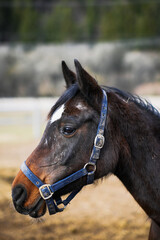 Obraz premium Young horse standing in profile during a winter day