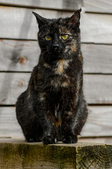 Obraz premium Tortoiseshell cat sitting on a wooden beam, looking directly at the viewer