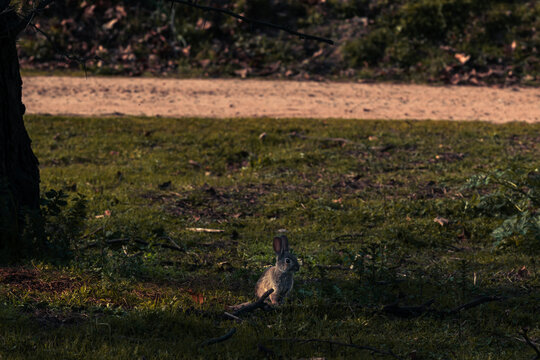 Un conejo peque&ntilde;o en el parque