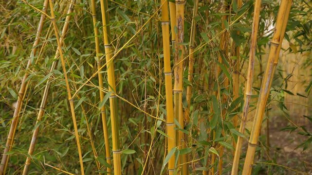 A beautiful bamboo forest in a Japanese park, with yellow and green bamboo trunks forming a picturesque scene in the Japanese garden.