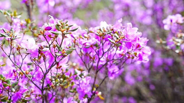 Close up of Flowering Moralnik shrub in the mountains of Chuysky Trakt Altai Russia. Native Siberian plant blooming in mountain landscape.
