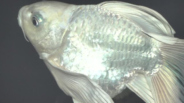 A goldfish swims in an aquarium, slow-motion fins. Slow motion