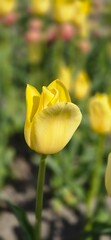 Obraz premium yellow tulips