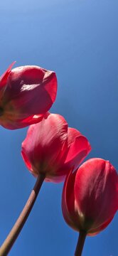 Red tulps flower, spring in the Netherlands, tulp fields