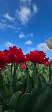 Red tulps at tulps fields. Spring in Netherlands. 