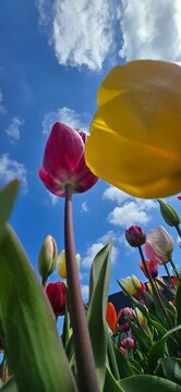 Backround tulps and sky. Red and yellow tulips