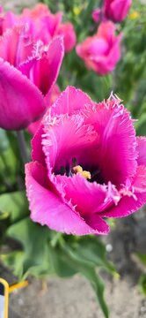 pink tulp in the field
