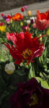 red tulip, spring in the Netherlands, tulp fields