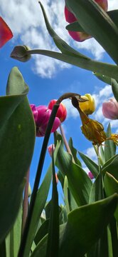 spring in the Netherlands, tulp fields